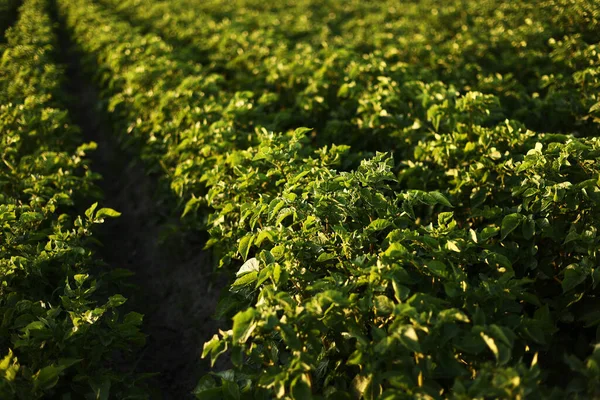 green potato field. Potato plants growing summer. Agriculture harvest potato field plants growing. Earth