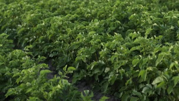 Caméra Mouvement Champ Pommes Terre Vertes Pommes Terre Cultivant Été — Video