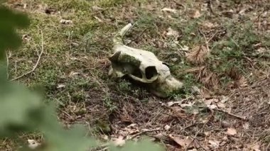 İnek kafatası yerde yatıyor. Kurumuş inek kafatası. Yan görüş. Boğa ya da inek kafatası. Ormandaki inek kafatası. Orman kirliliği.
