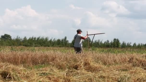 Agricultor Está Caminando Campo Trigo Con Una Herramienta Madera Para — Vídeos de Stock