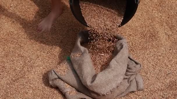 Agricoltore Versa Cereali Grano Sacchetto Dopo Attività Agricola Operaio Prepara — Video Stock