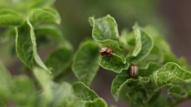 Colorado potato beetle, Leptinotarsa decemlineata, in potato leaves. insect pests that cause great damage to crops on farms and in gardens