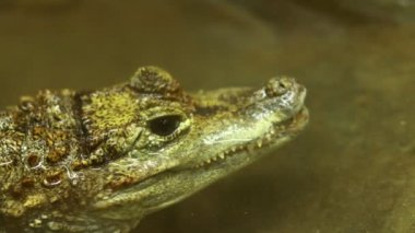 close up of crocodile head above the water surface. A dangerous reptile peeps out of the water. Smooth-fronted caiman, Paleosuchus trigonatus. caiman look in terrarium.