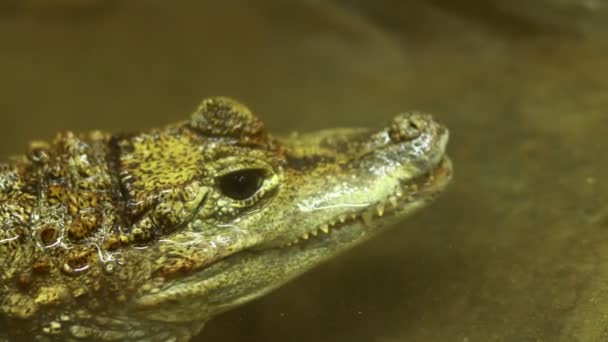 Close Crocodile Head Water Surface Dangerous Reptile Peeps Out Water — Stockvideo