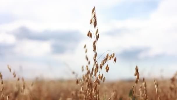 Крупный План Спелых Золотых Ушей Ржи Овса Пшеницы Раскачивающихся Легком — стоковое видео