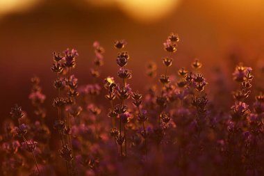 Gün batımında çalıların yakınında lavanta kokulu tarlalar açar. Paris yakınlarındaki Fransız Provence 'ının lavanta tarlalarında lavanta mor aromalı çiçekler.