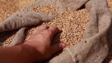 A farmers hands checks the wheat the quality grains harvests and pour out in bag. Agronomist examines and analyzes the wheat in his palm. Agricultural. Harvesting