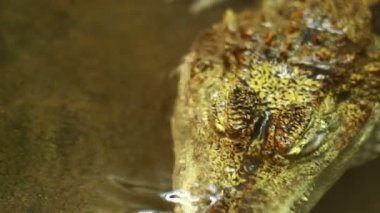 close up of crocodile head above the water surface. A dangerous reptile peeps out of the water. Smooth-fronted caiman, Paleosuchus trigonatus. caiman look in terrarium.