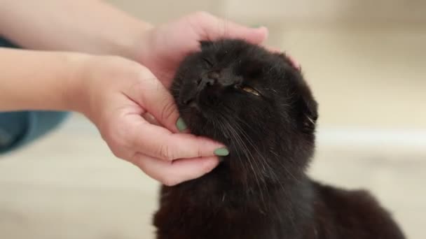 Žena Hladící Kočku Obýváku Majitelka Hladí Černé Kotě Zblízka Chlupatý — Stock video