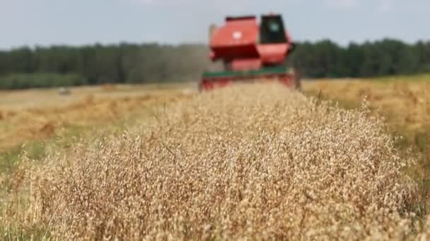 Combine Harvester Driving Field Collecting Grain Summer Harvesting Early Grains — Vídeos de Stock