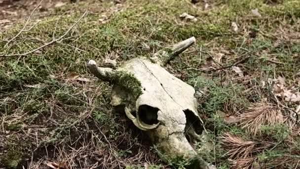 Cow Skull Lying Ground Dried Cow Skull Side View Skull — Αρχείο Βίντεο