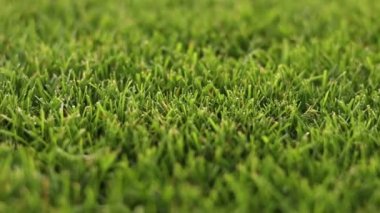 Green grass close-up. cut green juicy lawn. Alpine meadow densely overgrown with grass. Field of grass in perspective.