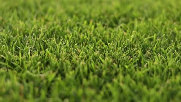 Green Grass Close Cut Green Juicy Lawn Alpine Meadow Densely — Stock videók