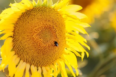 Bumblebee on a blooming sunflower in summer. A bumblebee pollinating on a yellow sunflower and collecting nectar and pollen. close-up. The sun illuminates the beautiful sunflower flower