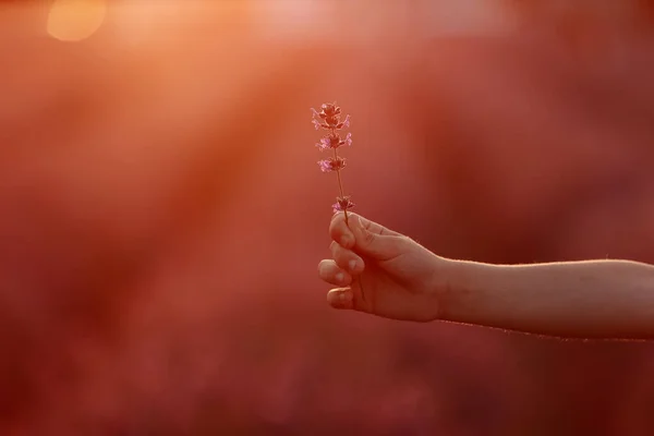 Hand Child Holding Lavender Flower Middle Lavender Field Sunset Light — Stockfoto