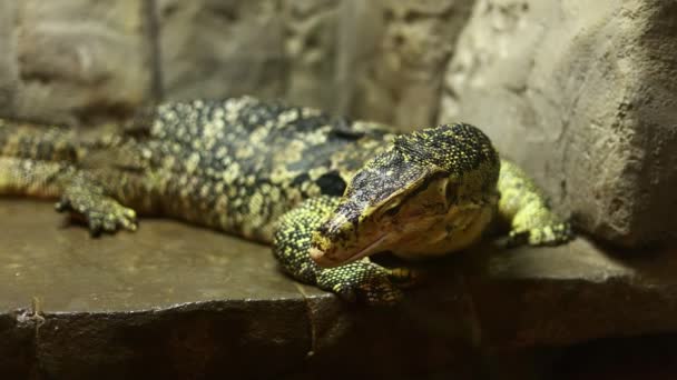 Green Varanus Salvadorii Lizard Moving Stone Terrarium — Vídeo de Stock