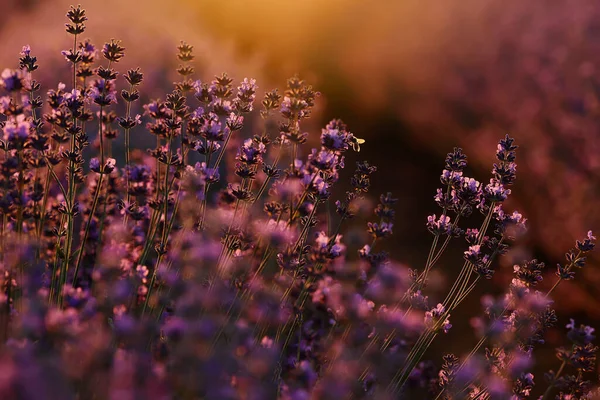 Close Bushes Lavender Blooming Scented Fields Sunset Lavender Purple Aromatic — Zdjęcie stockowe