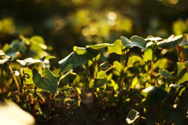 Grape vine growing farmland at sunset close up. Green grapevine plantation farmland garden evening time. Closeup young leaves on bush vineyard