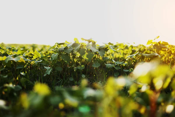 Σταφύλι Αμπέλου Καλλιέργεια Γεωργικής Γης Ηλιοβασίλεμα Κοντά Πράσινη Φυτεία Αμπέλου — Φωτογραφία Αρχείου