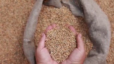 Wheat grains in a hand after good harvest of successful farmer. Hands of farmer puring and sifting wheat grains in a jute sack. agriculture concept. Business man checks the quality of wheat
