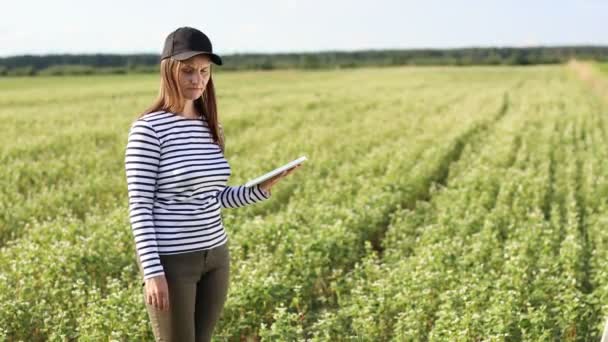 Female Agronomist Tablet Checks Growth Field Buckwheat Flowers Woman Examines — Stok Video