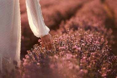 Woman's hand touches lavender flowers on a lavender field summer on sunset. Natural cosmetics concept. Banner. Place for text
