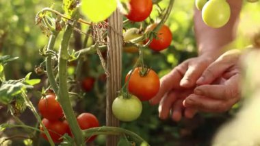 Harvesting tomatoes. Close up of older female farmer's hands plucks a red fresh ripe tomato from branch a bush. Organic agriculture. Natural food. Eco-friendly product