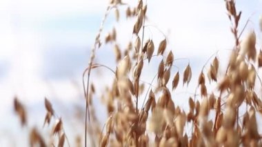Close-up of ripe golden ears rye, oat or wheat swaying in the light wind on sky background in field. The concept of agriculture. The wheat field is ready for harvesting. The world food crisis