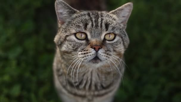 Portrait Cute Adult British Striped Cat Beautiful Eyes Sitting Outdoors — Vídeos de Stock