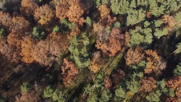 Vista Aérea Drone Sobre Floresta Outono Árvores Coloridas Madeira Vista — Vídeo de Stock