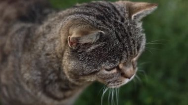 Portrait of cute adult british striped cat with beautiful eyes sitting outdoors. Funny tabby pet on green grass background. Domestic animal cat looking in camera. Having long whisker