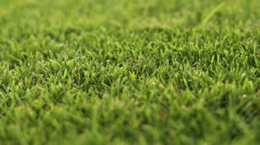 Green grass close-up. cut green juicy lawn. Alpine meadow densely overgrown with grass. Field of grass in perspective.