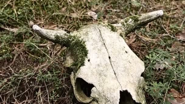Cow Skull Lying Ground Dried Cow Skull Side View Skull — Video
