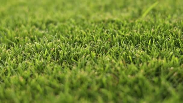 Green Grass Close Cut Green Juicy Lawn Alpine Meadow Densely — Stock videók