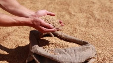 Hands of older female puring and sifting wheat grains in a jute sack. Wheat grains in a hand after good harvest of successful farmer. agriculture concept. Business man checks the quality of wheat