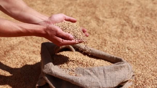 Hands Older Female Puring Sifting Wheat Grains Jute Sack Wheat — Stock Video