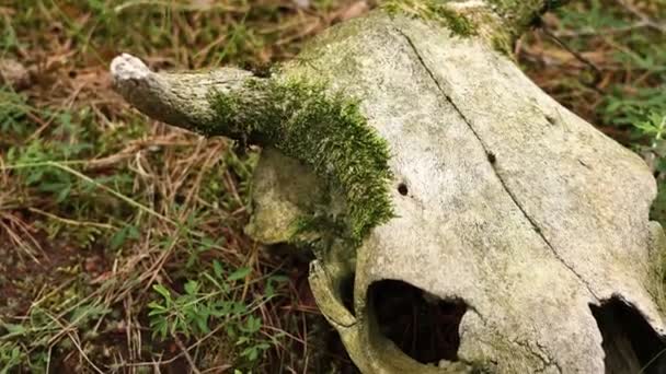 Cow Skull Lying Ground Dried Cow Skull Side View Skull — Vídeos de Stock
