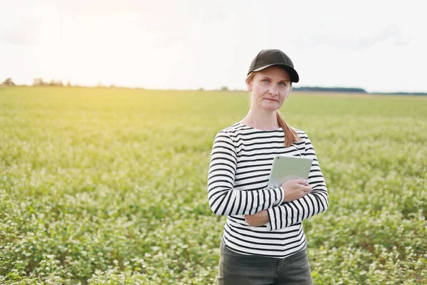 Female Agronomist Tablet Checks Growth Field Buckwheat Flowers Woman Examines — 스톡 사진