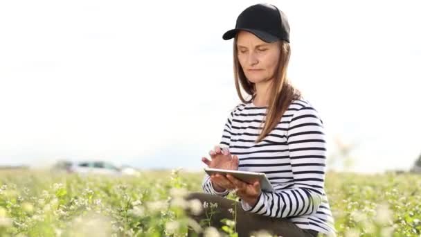 Female Agronomist Tablet Check Growth Field Buckwheat Flowers Woman Touching — Vídeo de Stock