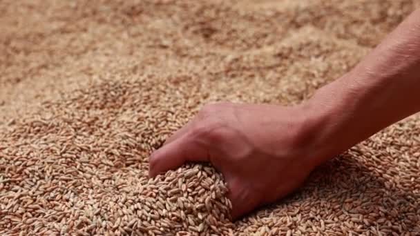 Farmers Hands Checks Wheat Quality Grains Harvests Pour Out Bag — Αρχείο Βίντεο