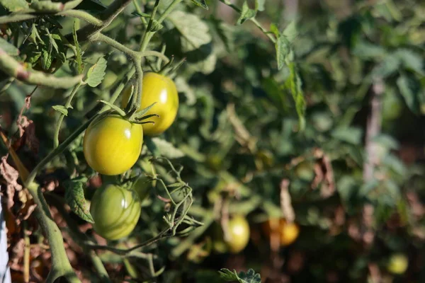 모양의 토마토가 자라고 토마토가 있습니다 유기농 텃밭인 온실에 가지에 토마토입니다 — 스톡 사진
