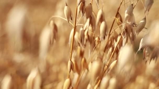 Close Ripe Golden Ears Rye Oat Wheat Swaying Light Wind — 비디오