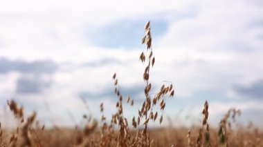 Close-up of ripe golden ears rye, oat or wheat swaying in the light wind on sky background in field. The concept of agriculture. The wheat field is ready for harvesting. The world food crisis