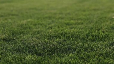 Green grass close-up. cut green juicy lawn. Alpine meadow densely overgrown with grass. Field of grass in perspective.