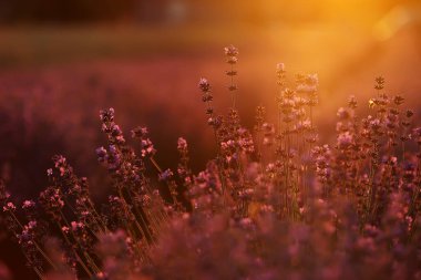 Gün batımında çalıların yakınında lavanta kokulu tarlalar açar. Paris yakınlarındaki Fransız Provence 'ının lavanta tarlalarında lavanta mor aromalı çiçekler.