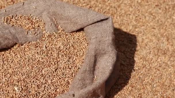 ビンドル袋の袋に小麦粒 穀物工場の穀物 収穫時間活動風景 健康食品の概念 栽培植物 栽培作物 健康的な自然食品の概念 — ストック動画