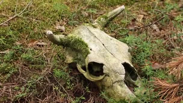 Cow Skull Lying Ground Dried Cow Skull Side View Skull — Vídeo de Stock