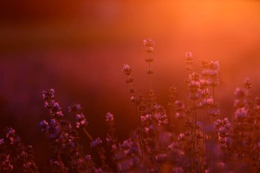 Gün batımında çalıların yakınında lavanta kokulu tarlalar açar. Paris yakınlarındaki Fransız Provence 'ının lavanta tarlalarında lavanta mor aromalı çiçekler.
