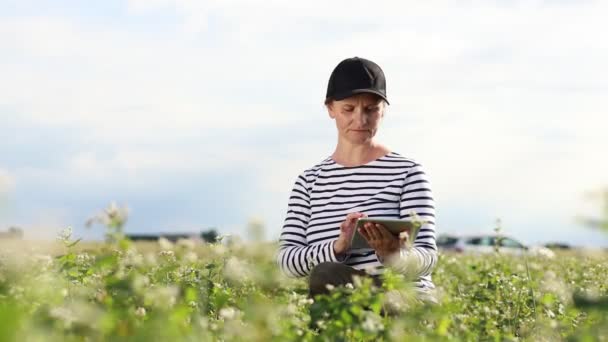Female Agronomist Tablet Check Growth Field Buckwheat Flowers Woman Touching — Vídeos de Stock