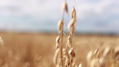 Close-up of ripe golden ears rye, oat or wheat swaying in the light wind on sky background in field. The concept of agriculture. The wheat field is ready for harvesting. The world food crisis